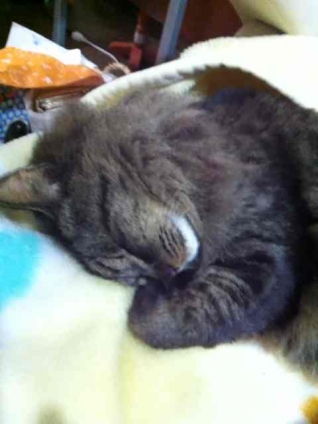 Cat pictures｜運子の睡眠