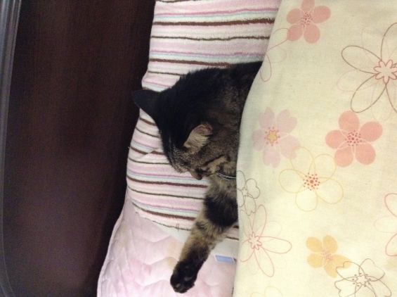 Cat pictures｜布団でおやすみなさい