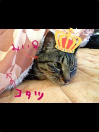 Cat pictures｜暑い〜