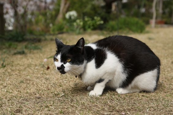 Cat pictures｜春の庭