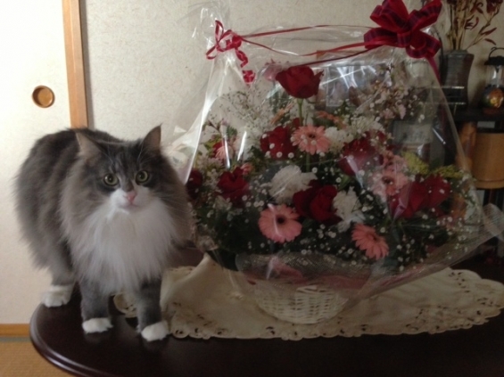 Cat pictures｜マーブル君と花