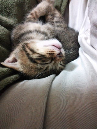 Cat pictures｜(-.-)Zzz・・・・