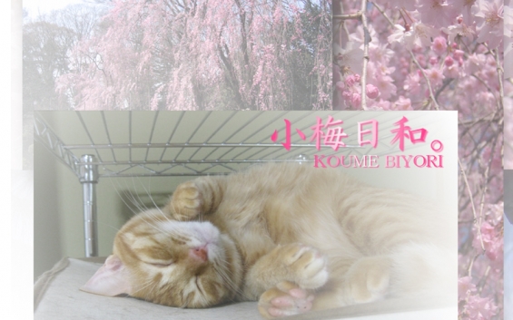 Cat pictures｜小梅日和。