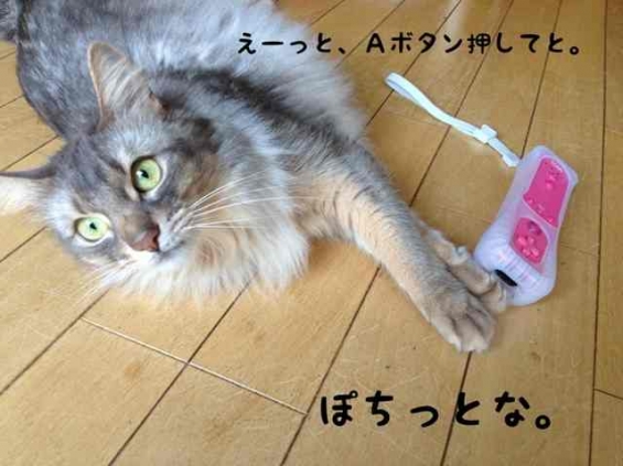 Cat pictures｜コレがゲームね〜