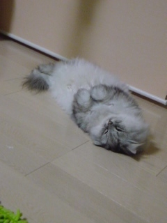 Cat pictures｜爆睡