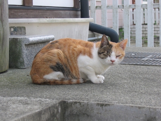 Cat pictures｜旅先のネコ