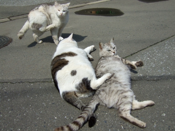 Cat pictures｜「ネコ溜り」のネコ達