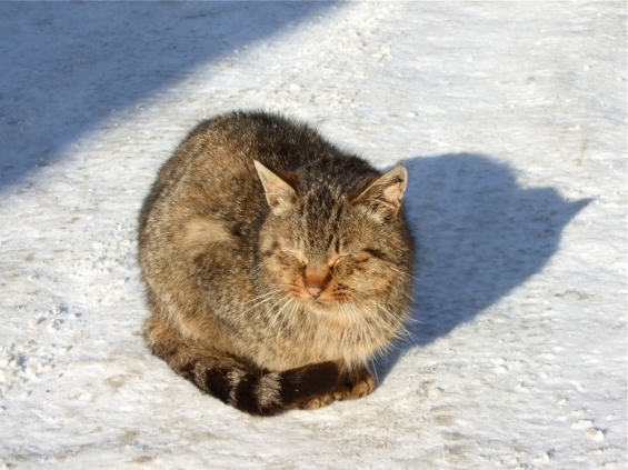 Cat pictures｜雪の中、目を細める