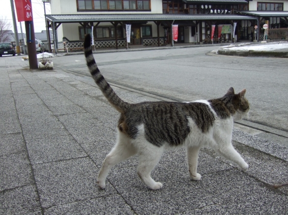 Cat pictures｜八百屋ネコ、道を横切る