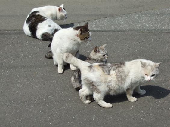 Cat pictures｜猫溜り、集会の始まり
