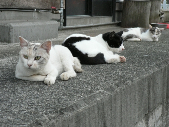Cat pictures｜三バカトリオ