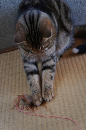 Cat pictures｜「バシッ！」