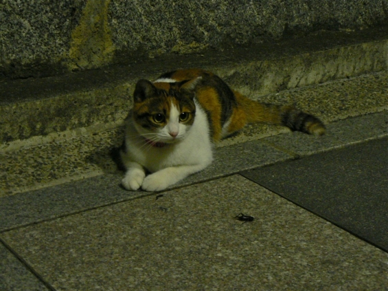 Cat pictures｜ネコの夕涼み