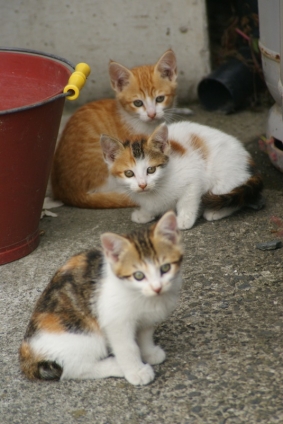 Cat pictures｜三姉妹・・・なの。