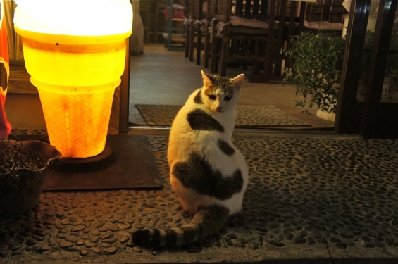 Cat pictures｜夜、お食事処の看板猫
