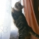 Cat pictures｜窓の外に何かいる・・・