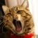 Cat pictures｜アタシ、オペラ歌手なの