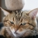 Cat pictures｜今年の「タマゴ」です