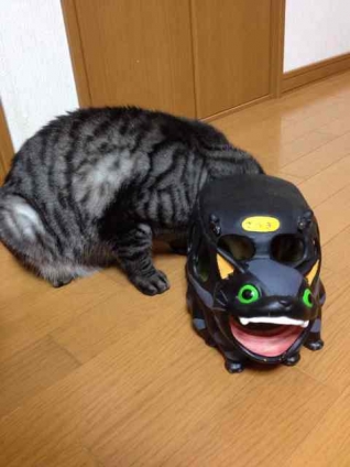 Cat pictures｜ブラックバス⁉︎