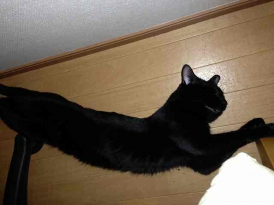 Cat pictures｜長〜い(￣◇￣;)