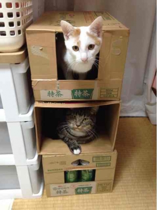 Cat pictures｜猫のアパート♡