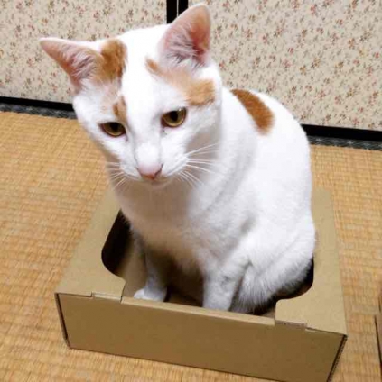 Cat pictures｜箱ちっちゃすぎじゃない？