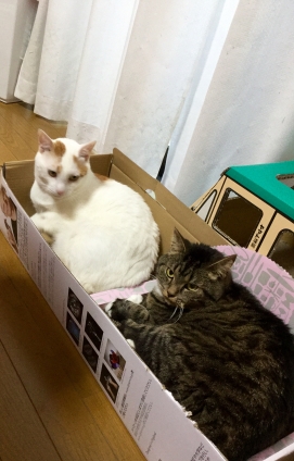 Cat pictures｜連結♪