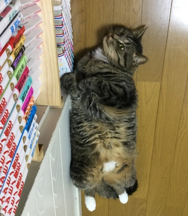 Cat pictures｜どのマンガ読もっかなぁ❣️