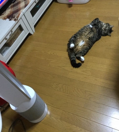 Cat pictures｜扇風機涼しいにゃ〜♪
