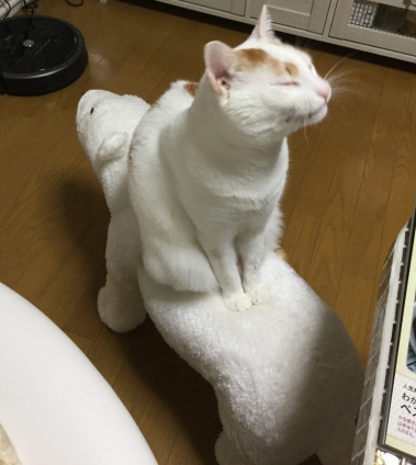 Cat pictures｜みるくとシロクマ
