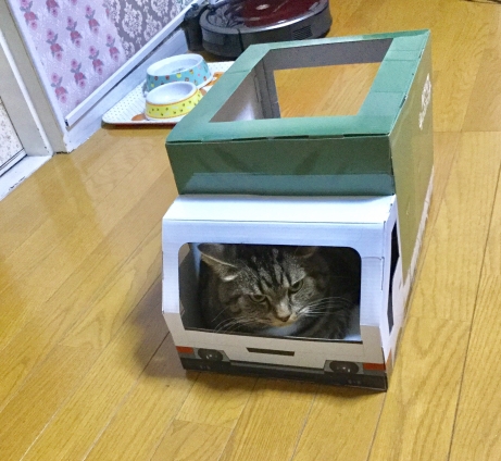 Cat pictures｜発車しま〜す