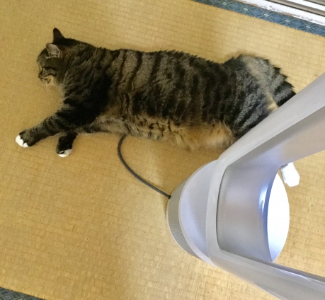 Cat pictures｜猫型ロボット充電中
