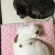 Cat pictures｜シロアンモナイト クロアンモナイト