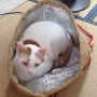 冷し猫始めました