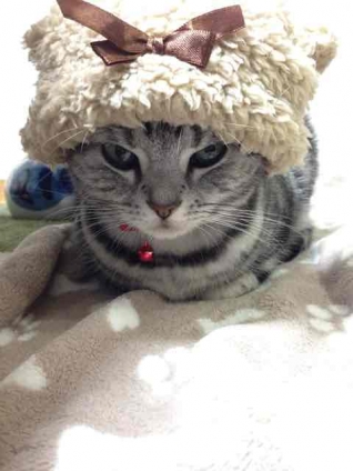 Cat pictures｜お帽子かわいいでしょ？