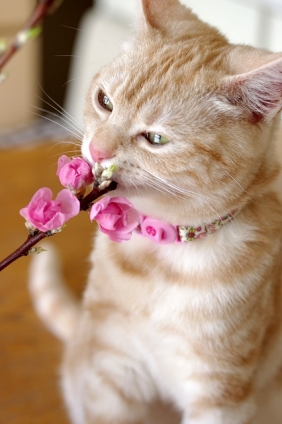 Cat pictures｜桃の花