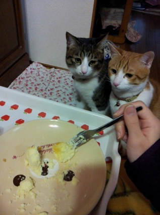 Cat pictures｜いいな....チーズケーキ