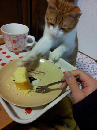 Cat pictures｜いいな、チーズケーキ....えいっ！ 