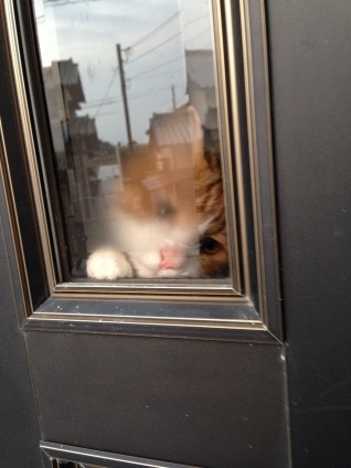Cat pictures｜ドアの内側から精一杯、背伸～び♥