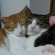 Cat pictures｜いつも一緒・・・