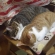 Cat pictures｜いつも一緒・・・