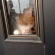 Cat pictures｜ドアの内側から精一杯、背伸～び♥