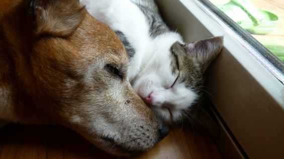 Cat pictures｜ロブ(犬）とSakuraの昼寝
