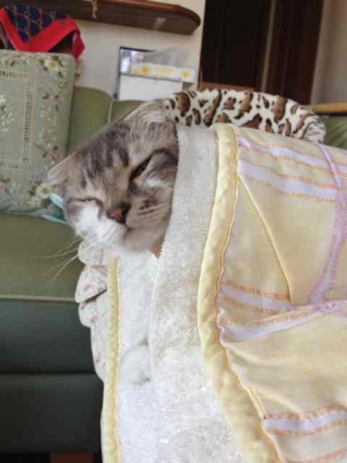 Cat pictures｜眠ー。呼んだ？