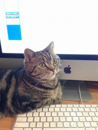 Cat pictures｜キーボードを肘おきにするのはヤメテー！