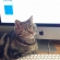 Cat pictures｜キーボードを肘おきにするのはヤメテー！