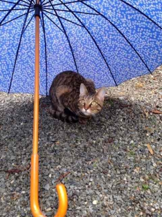 Cat pictures｜雨宿り