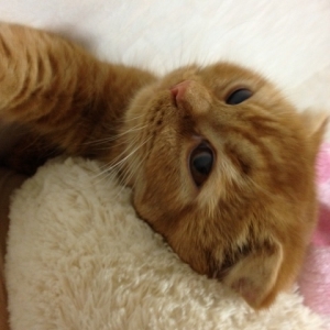 Cat pictures｜茶太郎