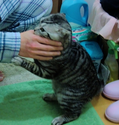 Cat pictures｜ガブッ!!