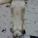 Cat pictures｜バンザ～イ!!